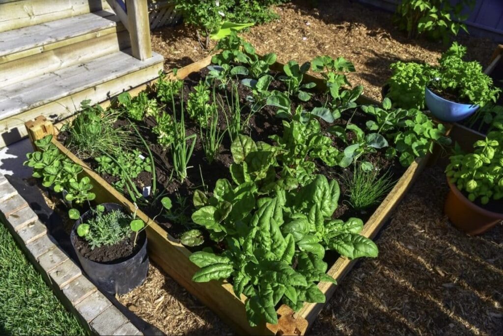 home vegetable garden for beginners