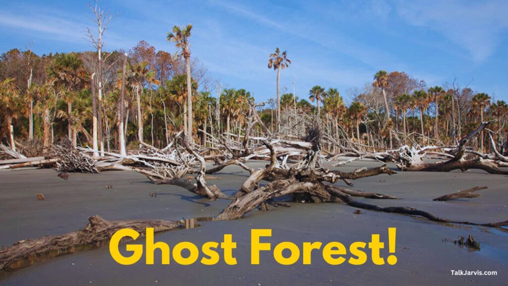 Ghost Forest